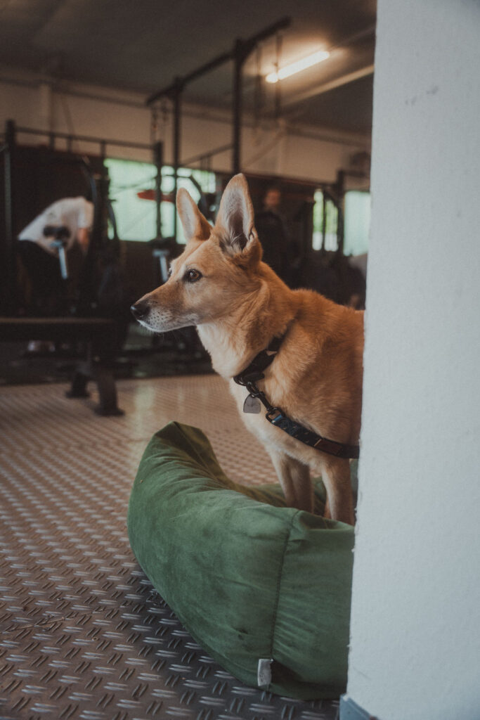 Ein brauner Hund, der ein Geschirr trägt, sitzt aufmerksam auf einem grünen Kissen in einem Fitnessstudio, umgeben von Menschen und Trainingsgeräten, während im unscharfen Hintergrund Kurse & Skills-Einheiten stattfinden.